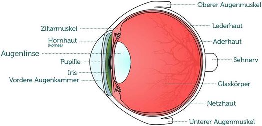 Darstellung Auge