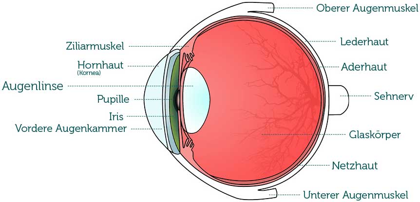 Darstellung Auge